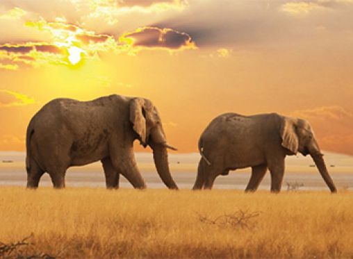 AFRIQUE DU SUD 20 - Image catalogue 1