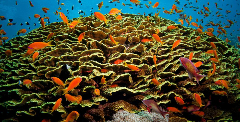 LE CAIRE + LE NIL + HURGHADA 2026 - Image large 4