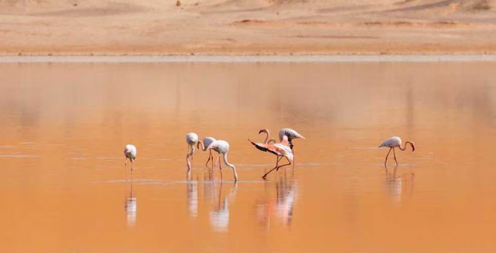 ALGERIE 2026 - Image large 6