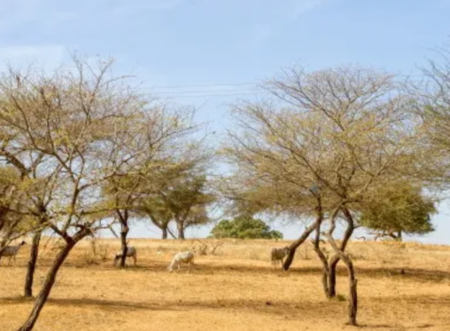 SENEGAL 2026 - Image catalogue 2