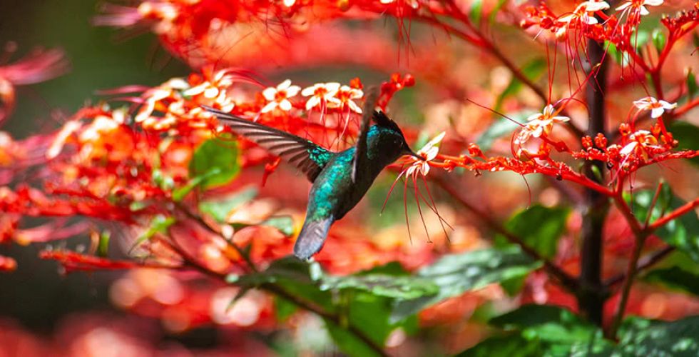 CROISIERE CARAIBES 2027 - Image large 6