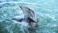 ILES ET REVE AMERICAIN - Miniature 7