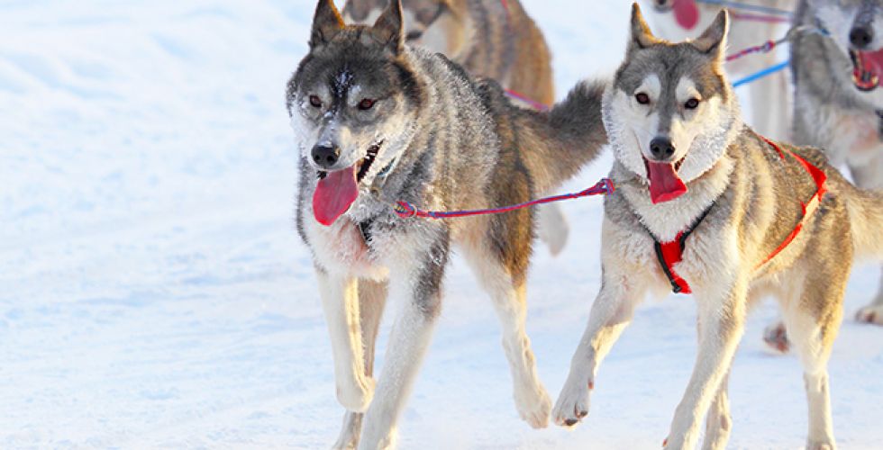 LAPONIE 2027 - Image large 3